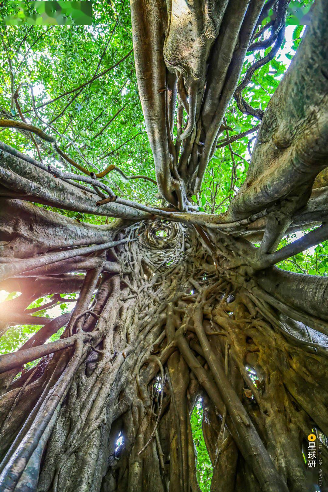 勐腊的热带雨林|摄影师@纪晗