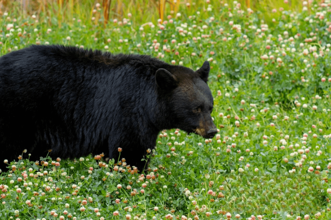 郴州动物园开园啦!_世界_招聘_国企