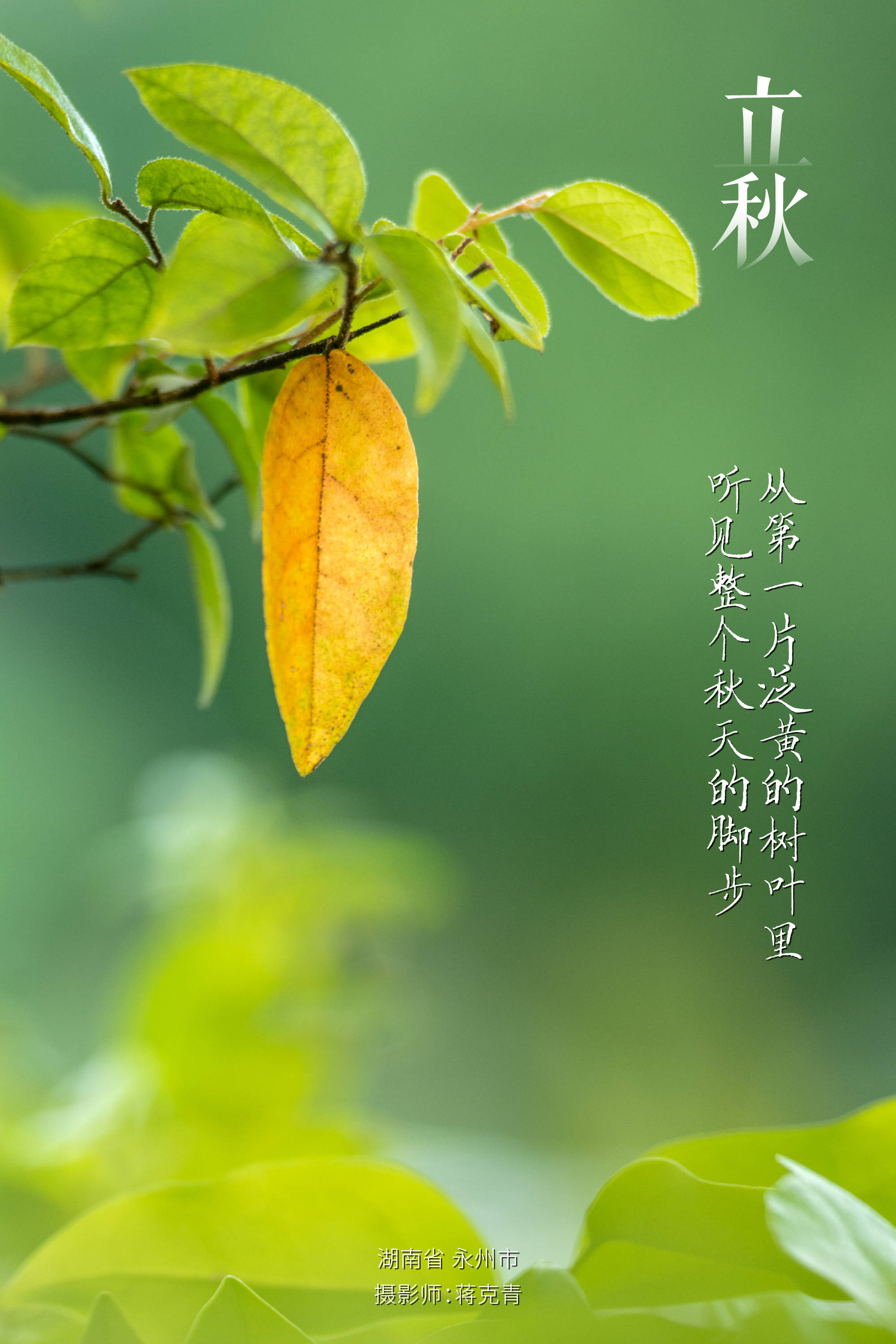 寻声·立秋 | 一叶知秋清凉意,俏立残荷待暑消_孟冉_摄影_黄金昆