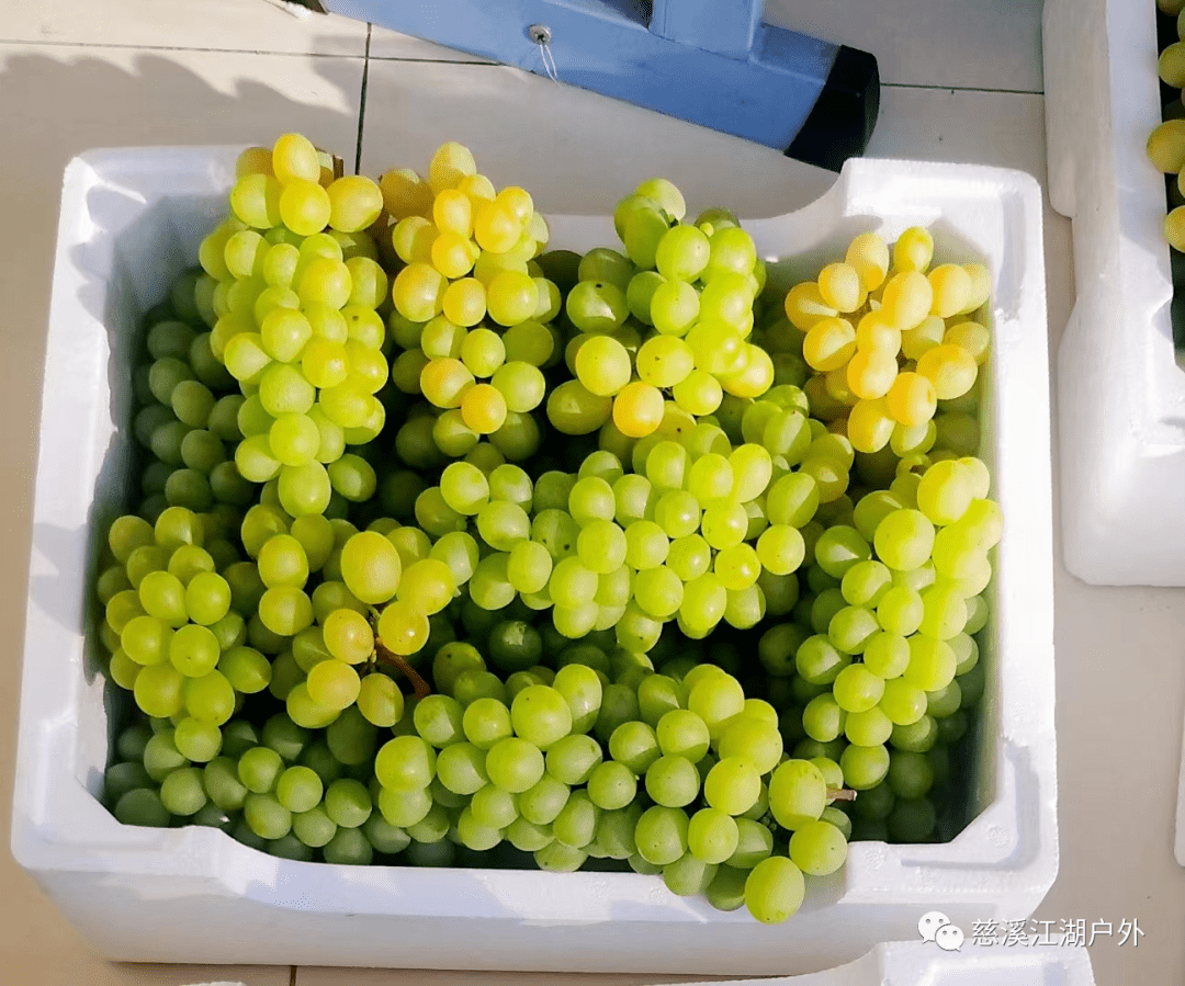 轻岚优选 | 新浦有机老式小颗粒金皇后葡萄,每天新鲜采摘,精品装送礼