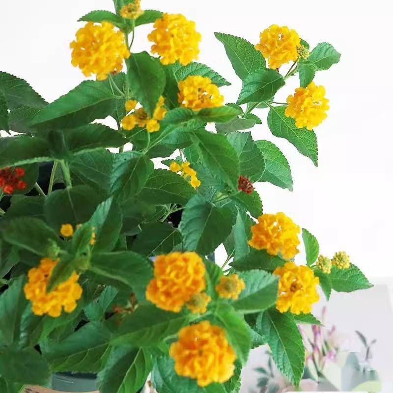 惊!马缨丹花竟然有这么多用途!_栽培_功效_粉红色