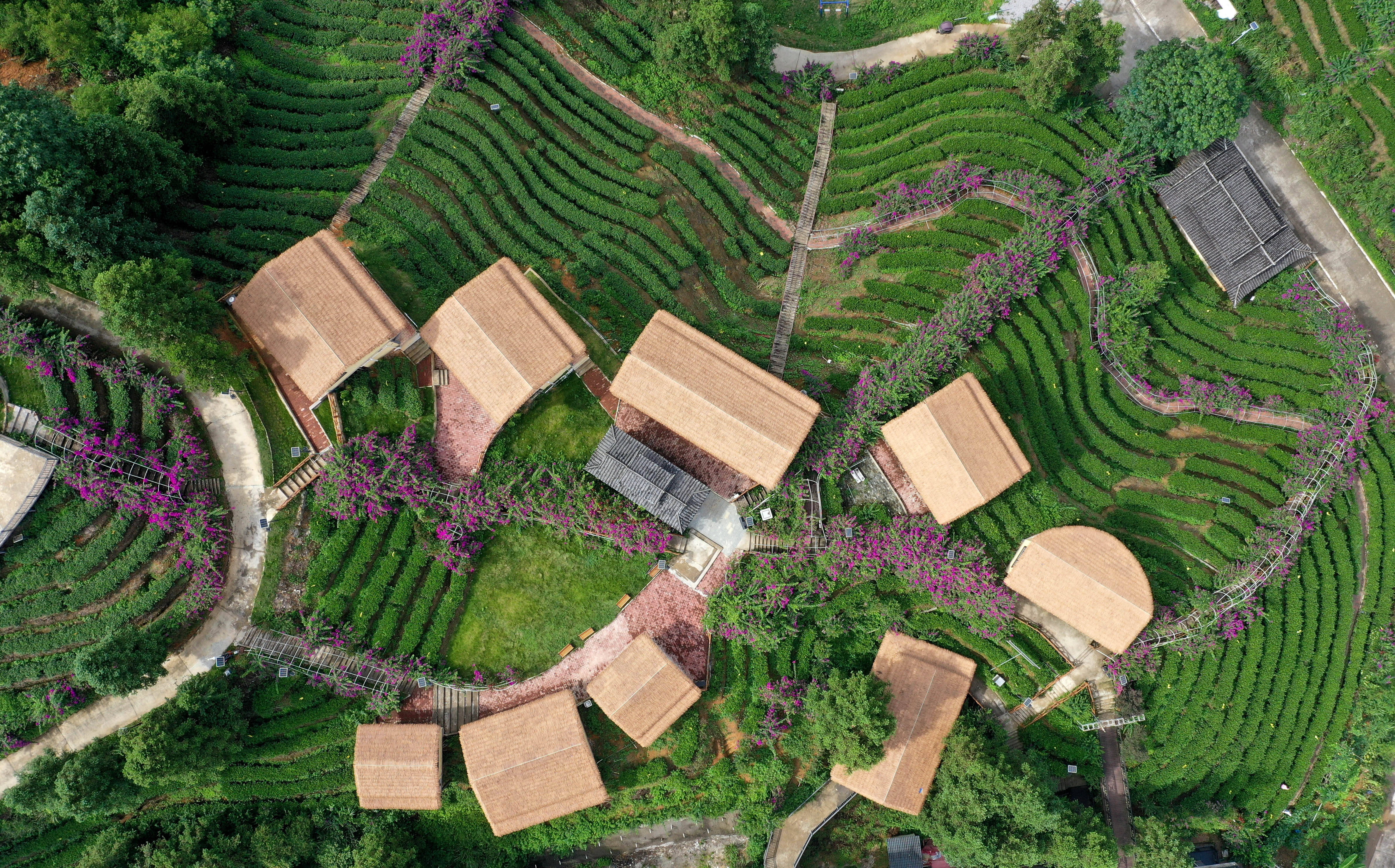 小茶山茶园民宿景区图片