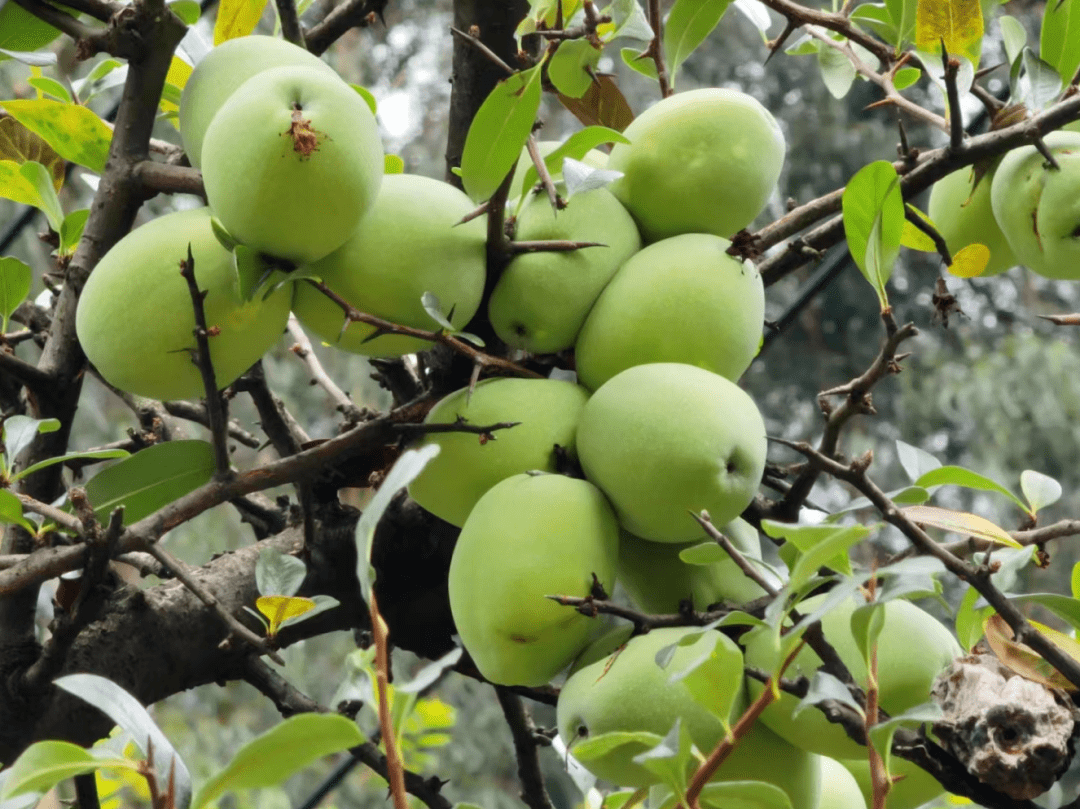 今年500余株木瓜树总产量预计2吨左右,总量基本与往年持平,品种为红花
