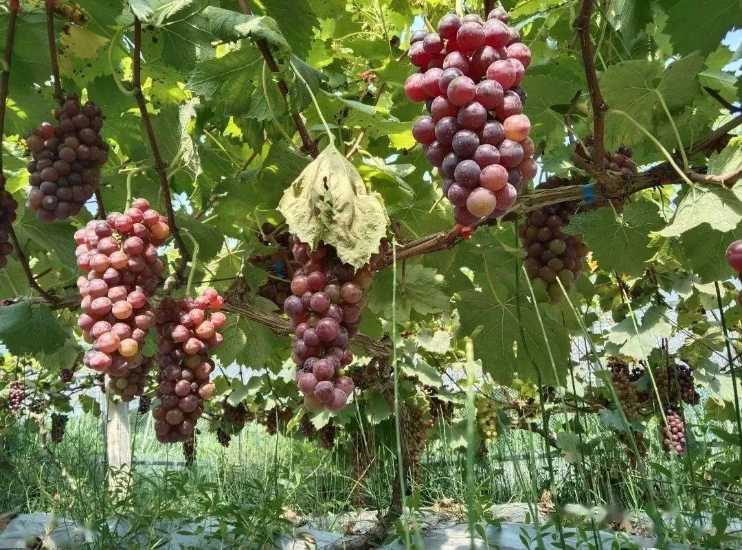水果品种:雨水红,醉金香,本地葡萄采摘时间:6月20日