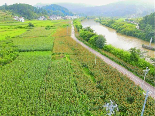 【媒体看昌明】贵定昌明镇:聚焦特色产业 绘就幸福画卷_种植_猛安