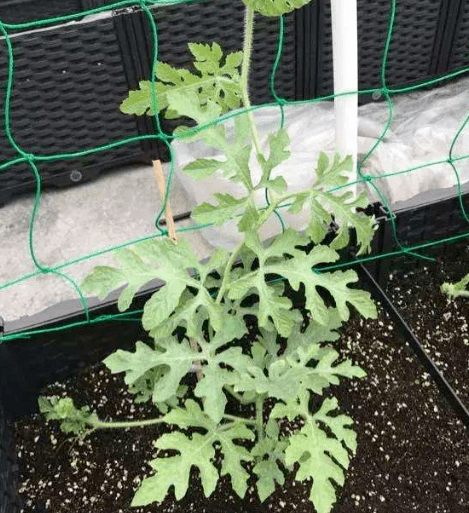 阳台盆栽西瓜的种植步骤及养护要点_水果_种子_土壤