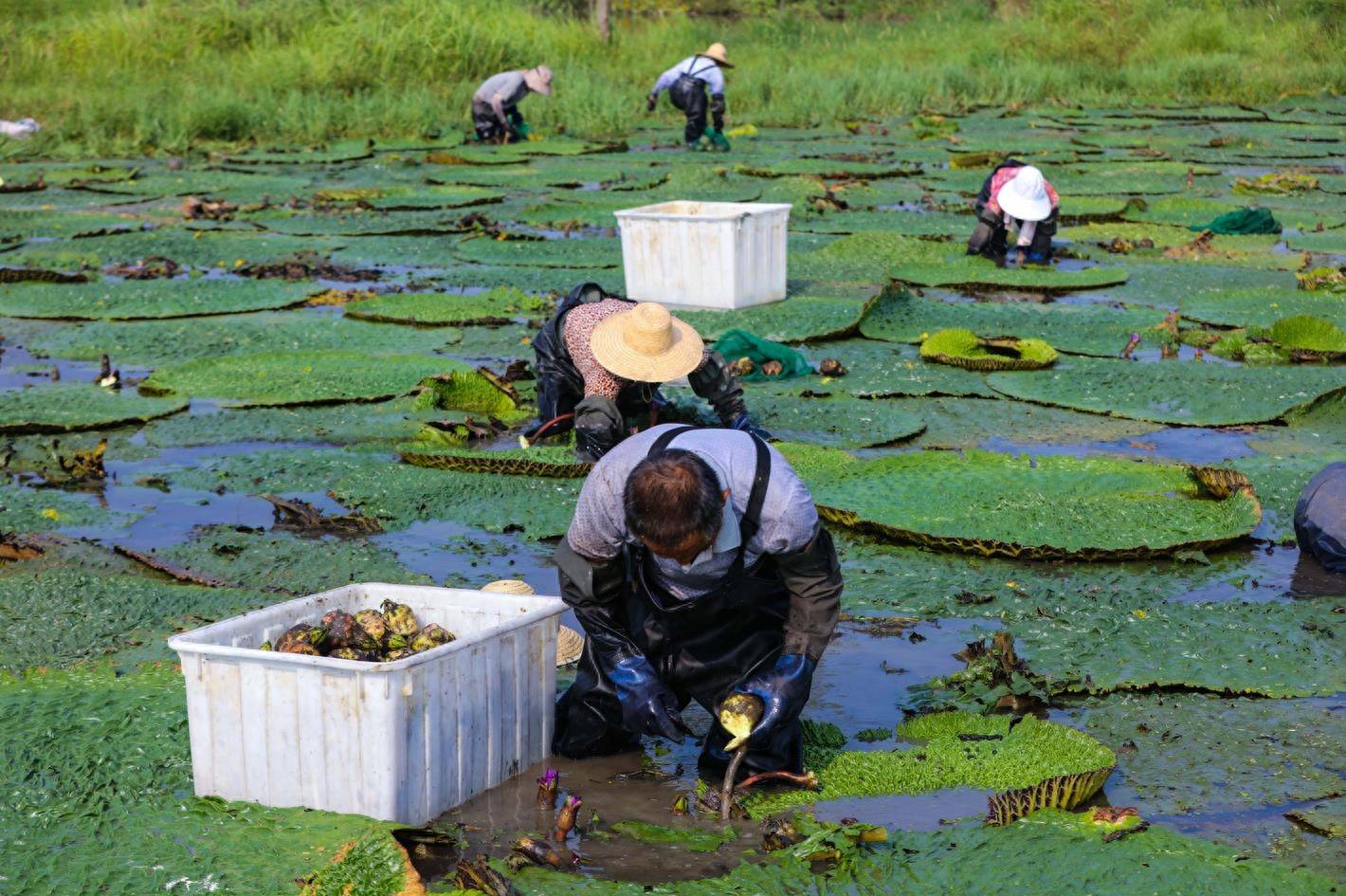 8月10日,信阳市光山县罗陈乡杨湾村农丰芡实家庭农场芡实种植基地