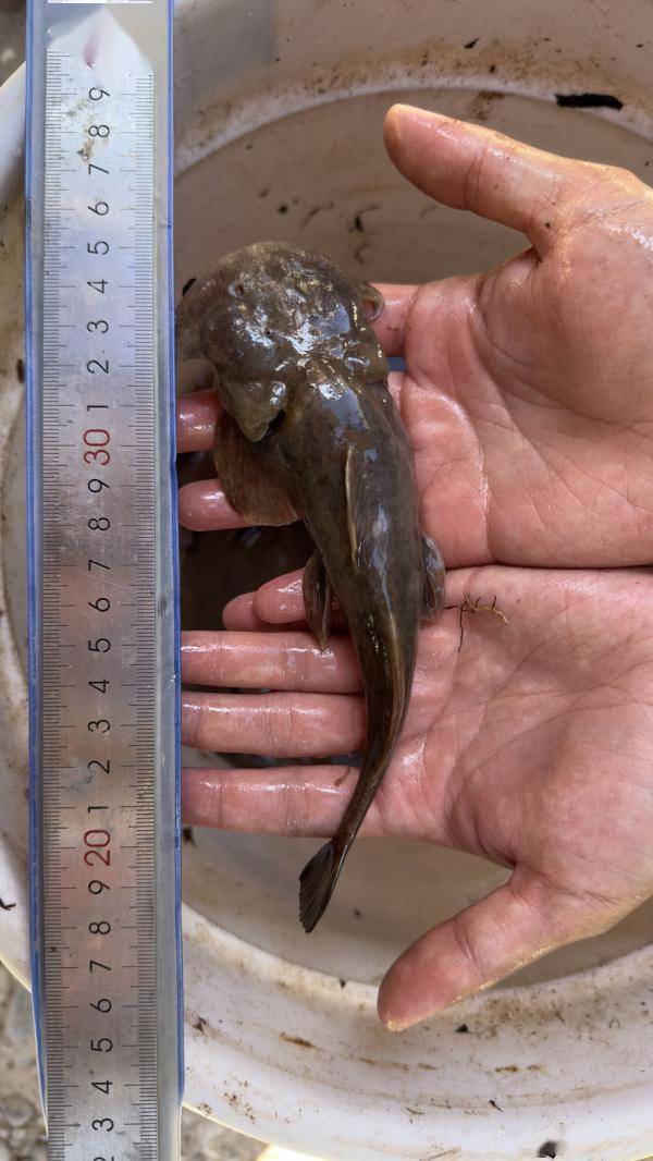 青藏高原时隔40多年再现特有珍稀鱼类_调查_澜沧江_监测