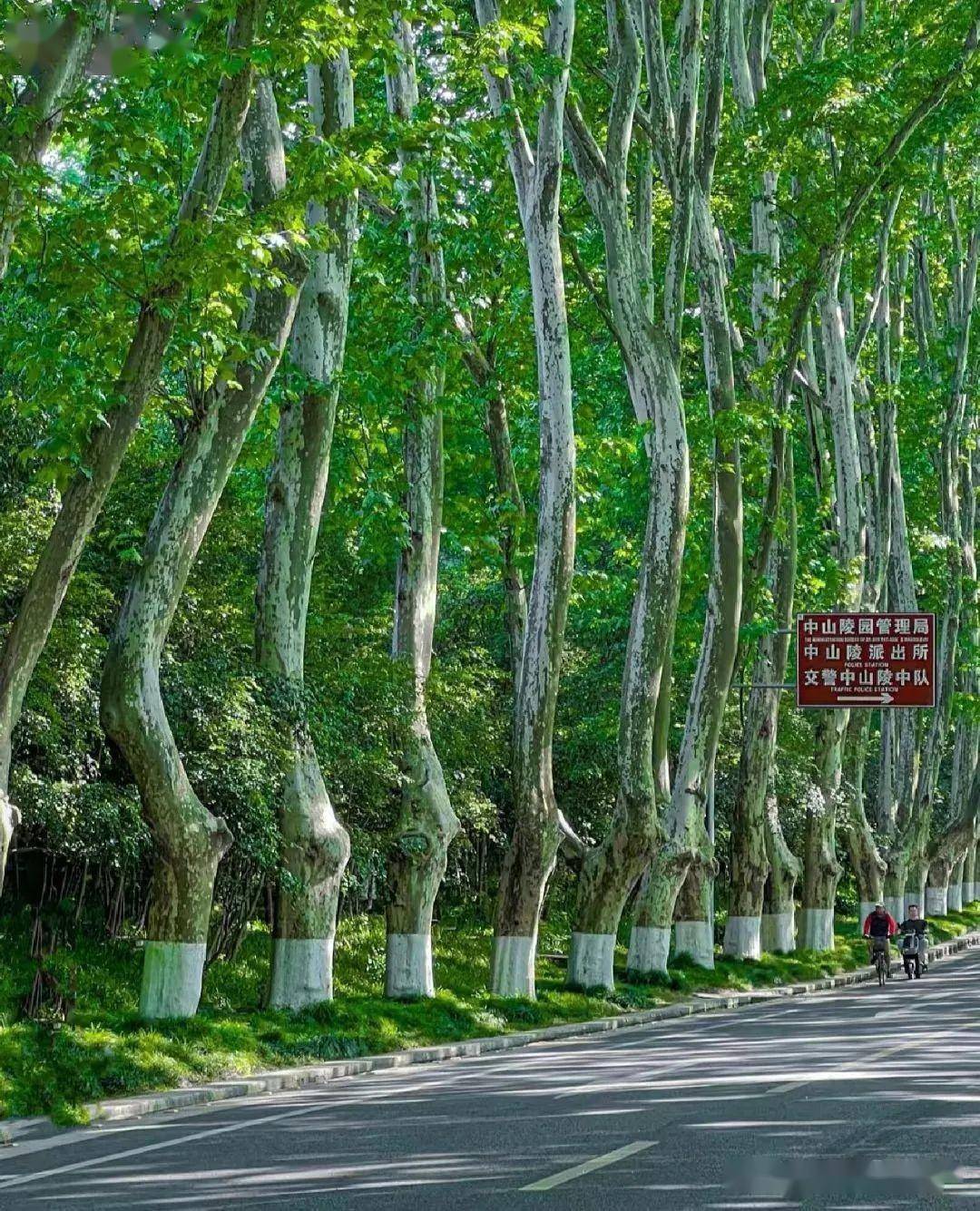 南京钟山风景区梧桐树图片