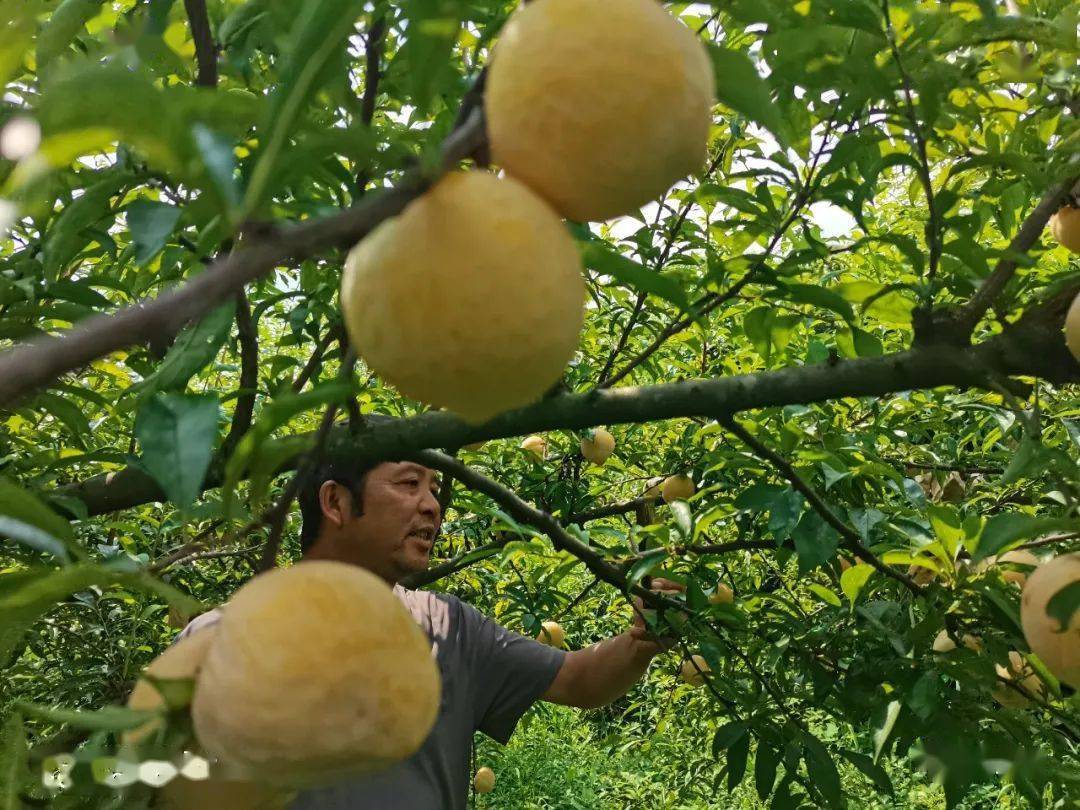 黄金蜜李图片