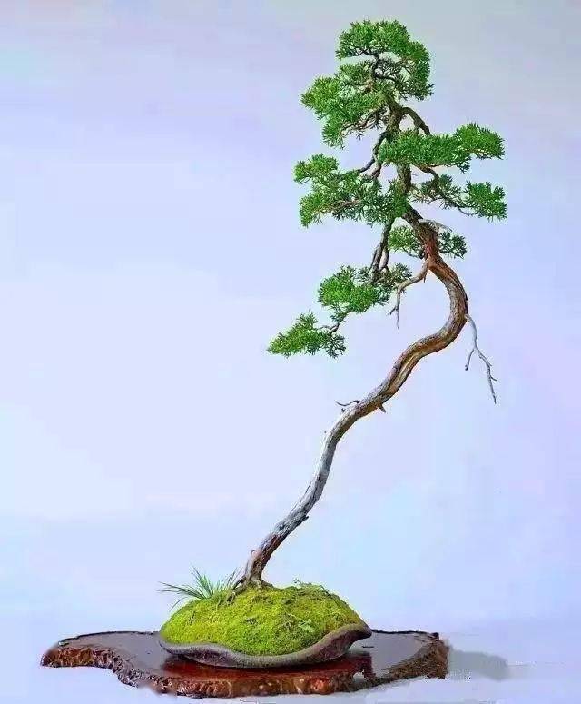 大师级文人树盆景艺术欣赏_树龄_真柏_树形