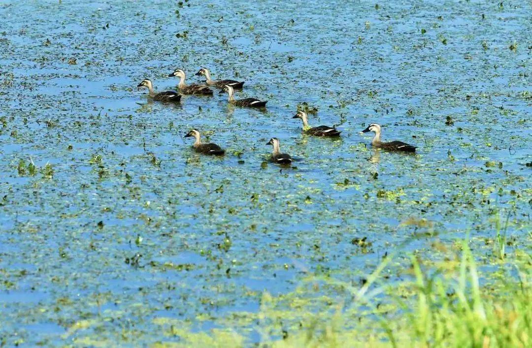 生态文明 | 美哉母亲河 悦目山水画_辽河_湿地_盘锦市