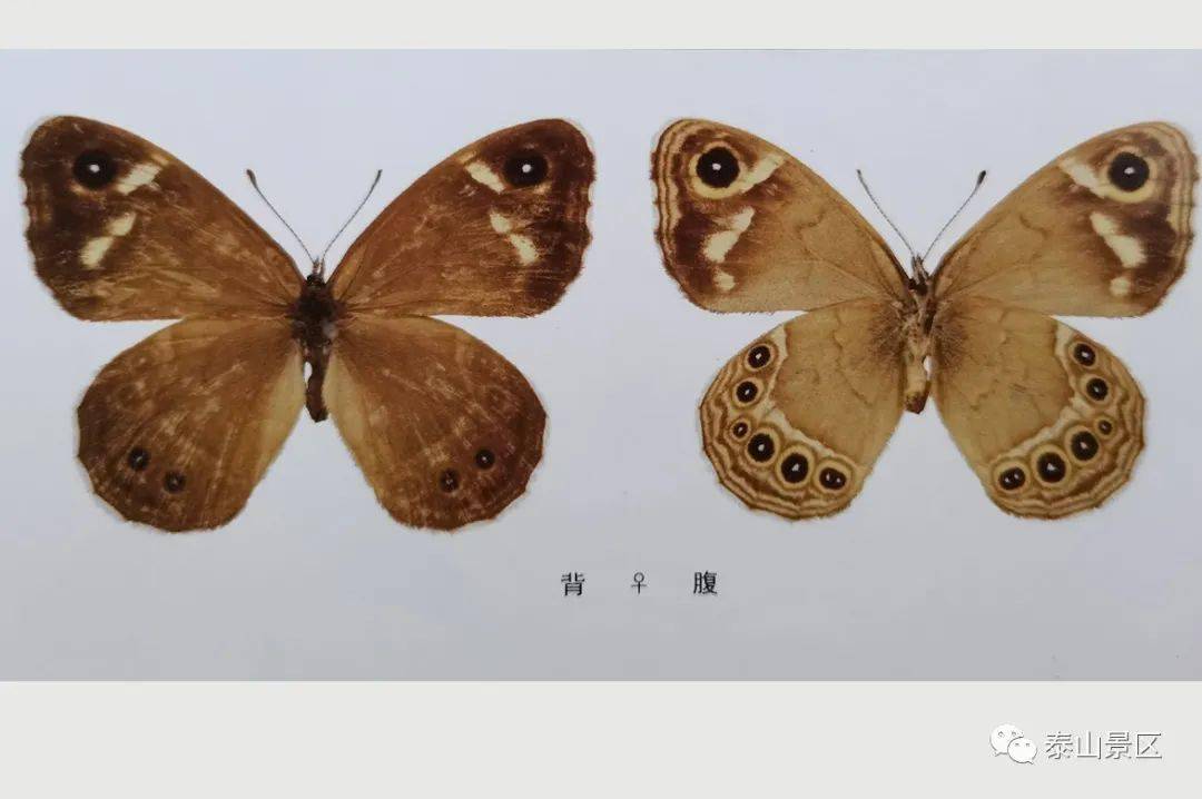 【泰山昆虫科普】——斗毛眼蝶