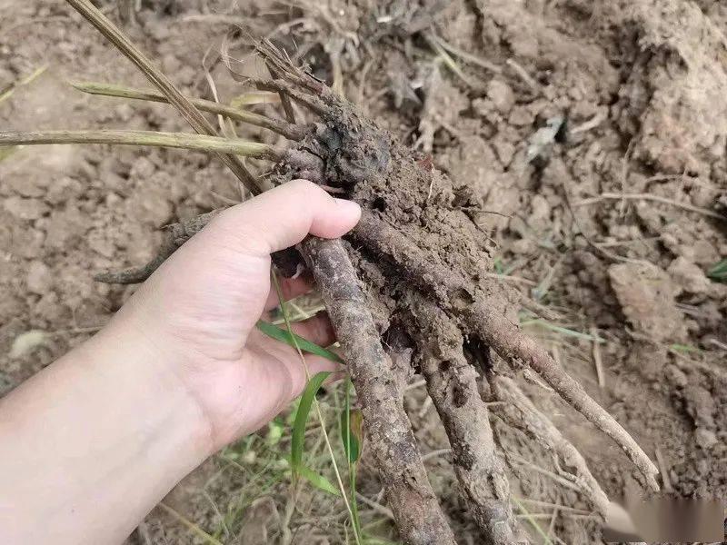 亳州市白芍开始大量产新