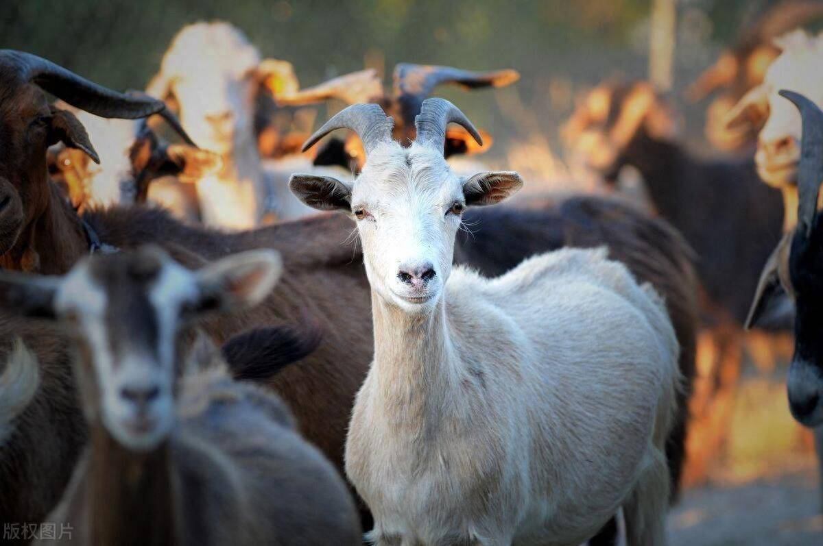养山羊最简单,这4个日常管理要点做好就行!_给予_任羊_运动