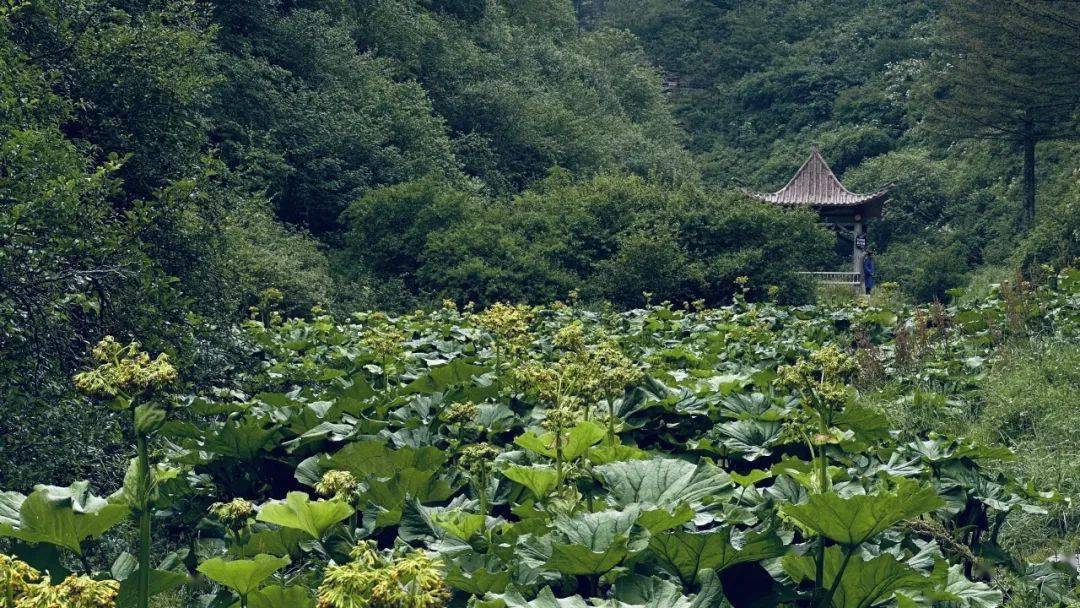 野荷花在开,秋意正初显_景区_野荷谷_游客