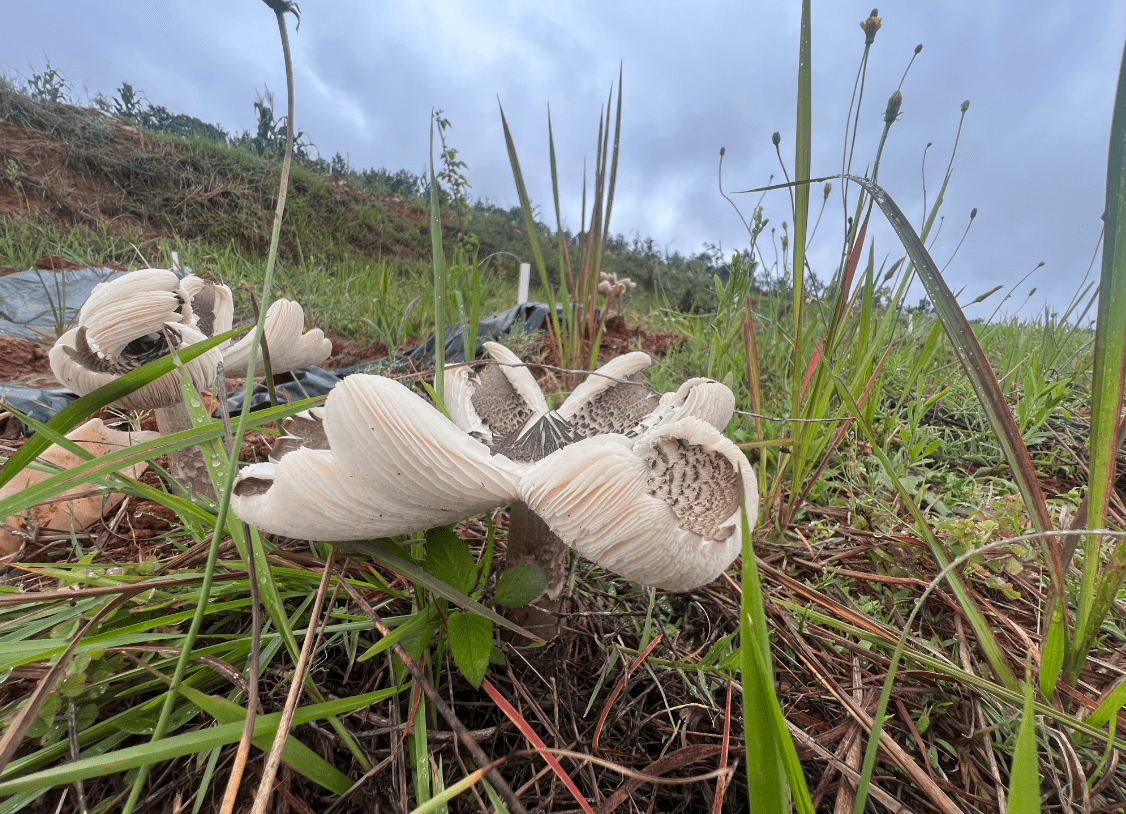 南华县雨露乡人工种植鸡枞菌大量出菇