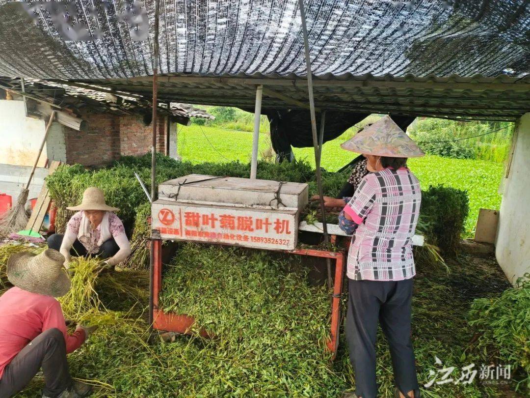 8月16日,在吉安市青原区新圩镇炉下村的甜叶菊种植基地,绿油油的甜叶