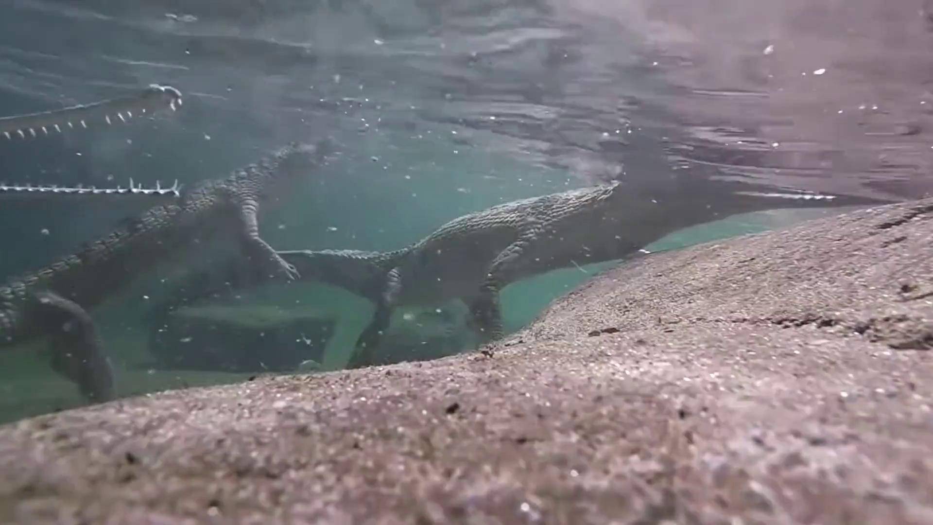 濒临灭绝的的史前巨兽,印度食鱼鳄!