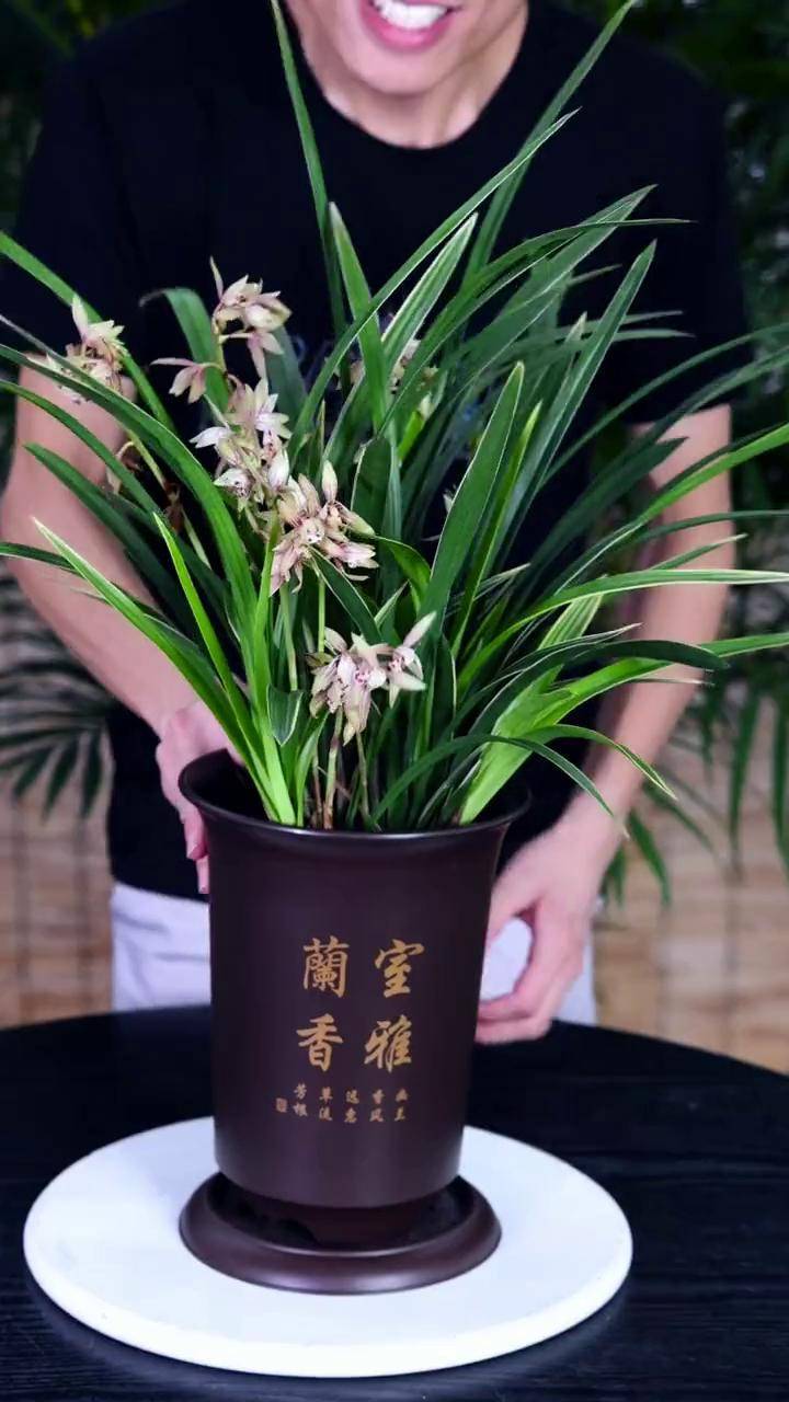 兰花里面的劳模,开花超勤快~兰花 黄金彩虹 dou 小助手