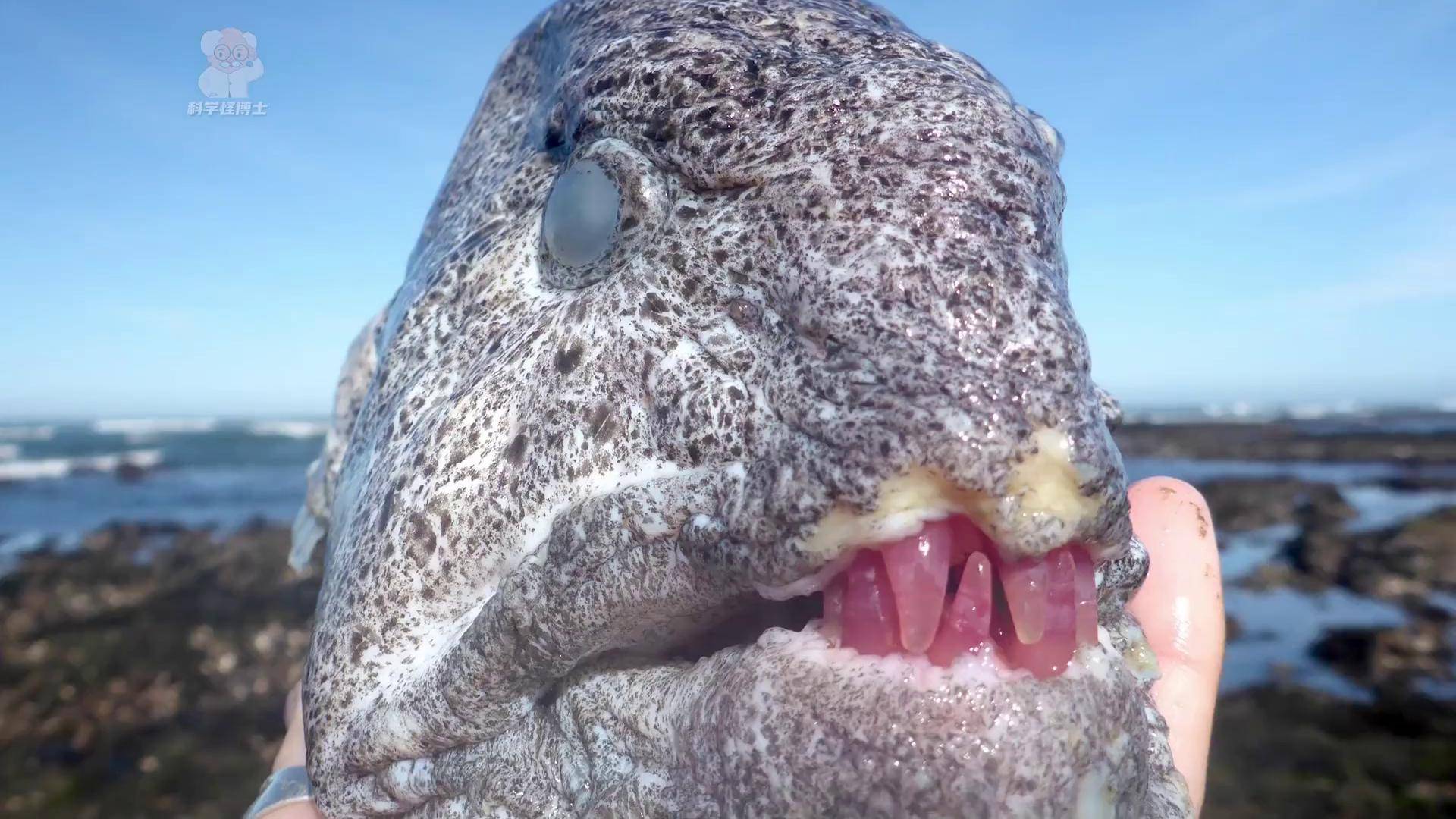 恐怖的外貌让人害怕,能瞬间咬爆饮料瓶 海洋生物 狼鳗 鳗鱼硬核知识局