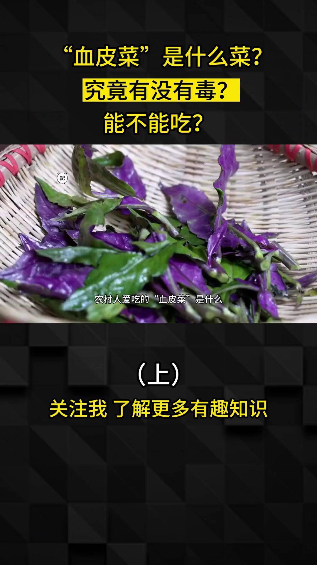 血皮菜有毒吗图片