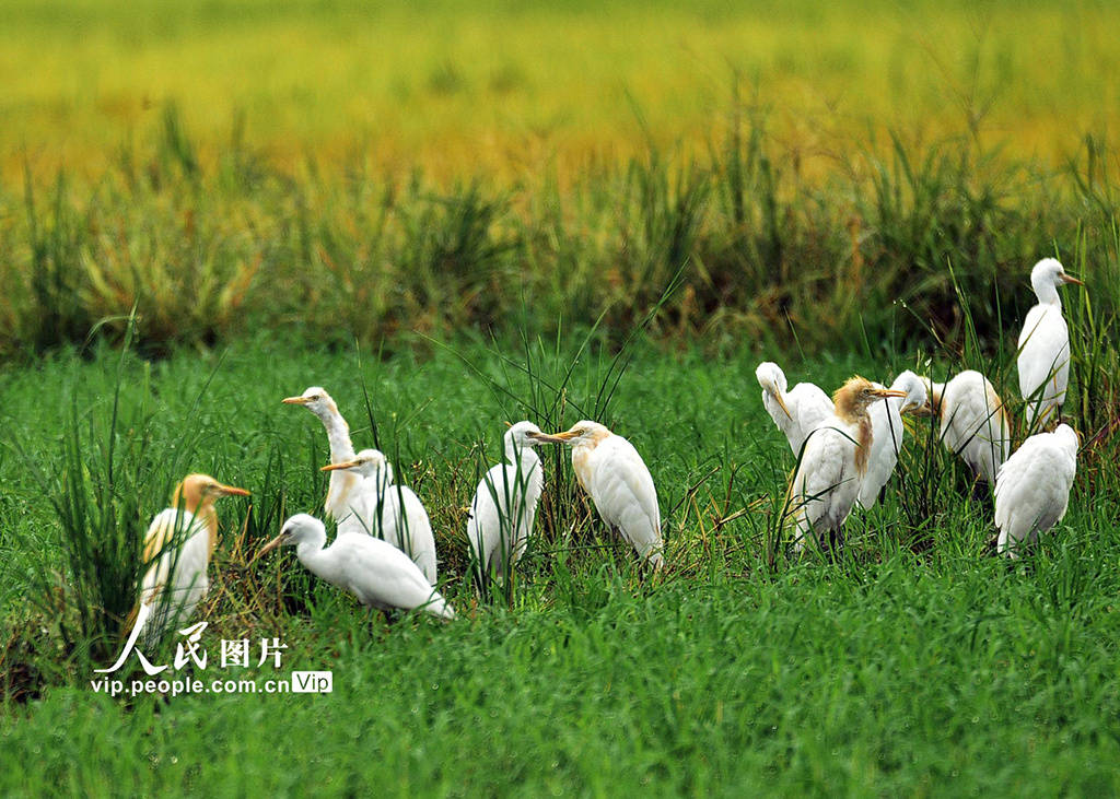 湖南嘉禾:生态田园白鹭飞_湿地_黄春_鸟类