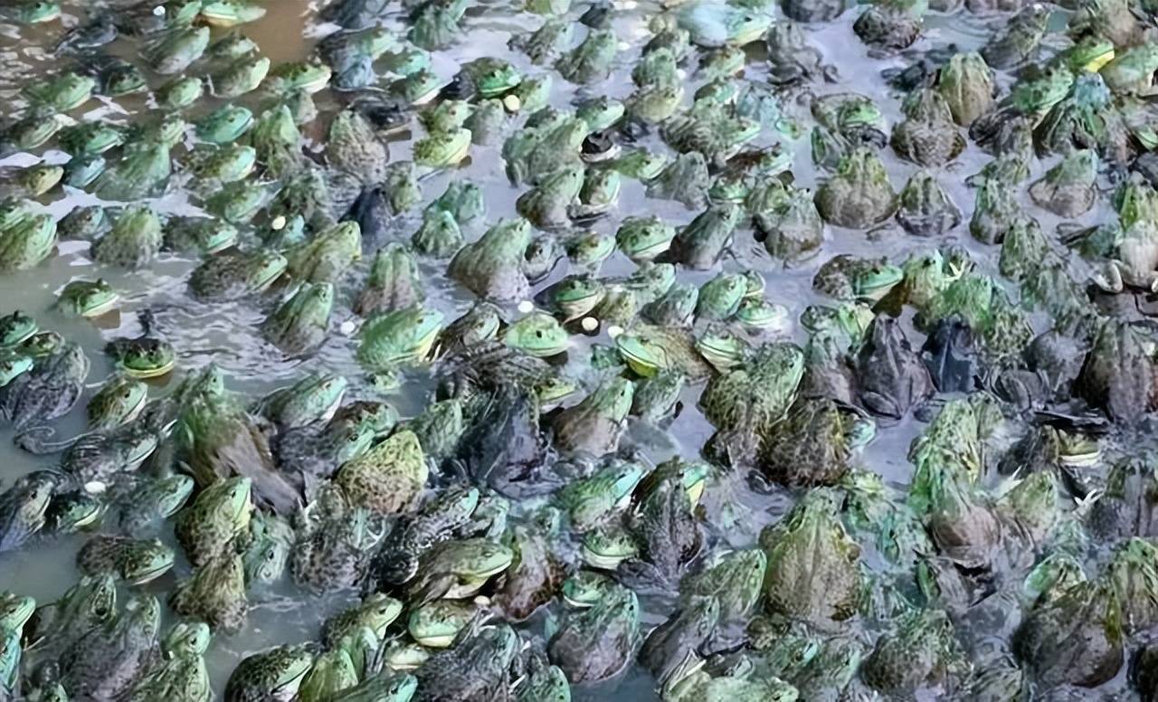 一文读懂如何打造高品质牛蛙饲料!_蛋白质_脂肪_水平