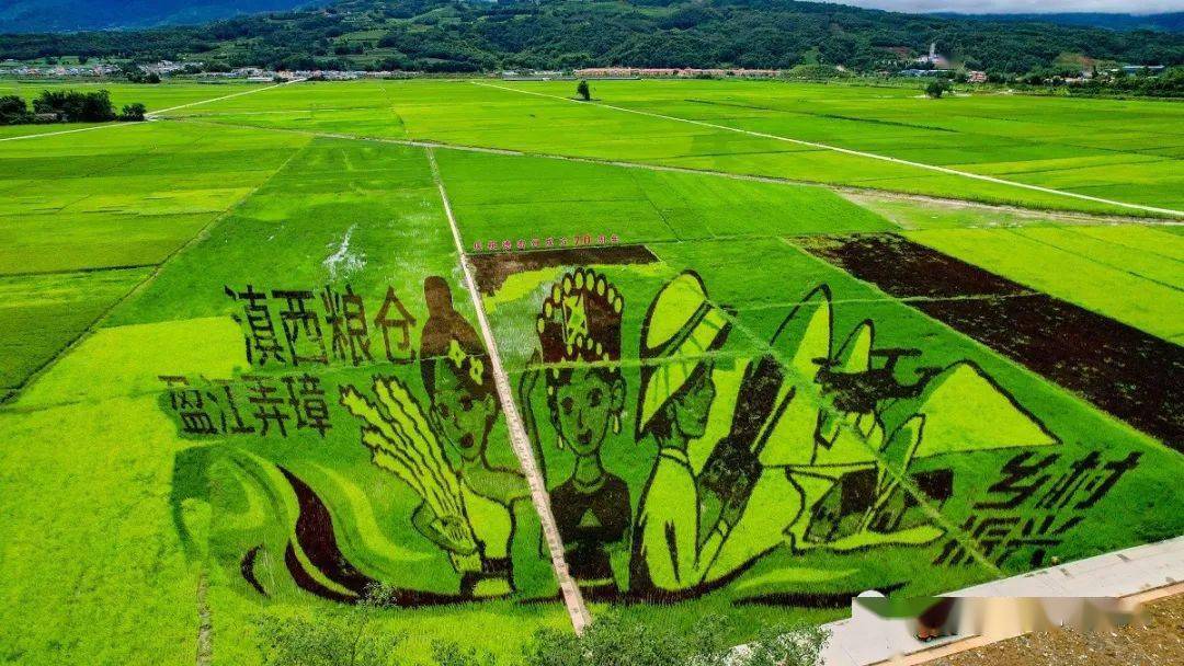打卡网红地标!你向往的诗意田园,德宏都有_稻田_盈江_内容