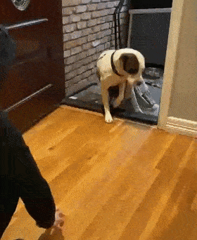 280_342gif 动态图 动图