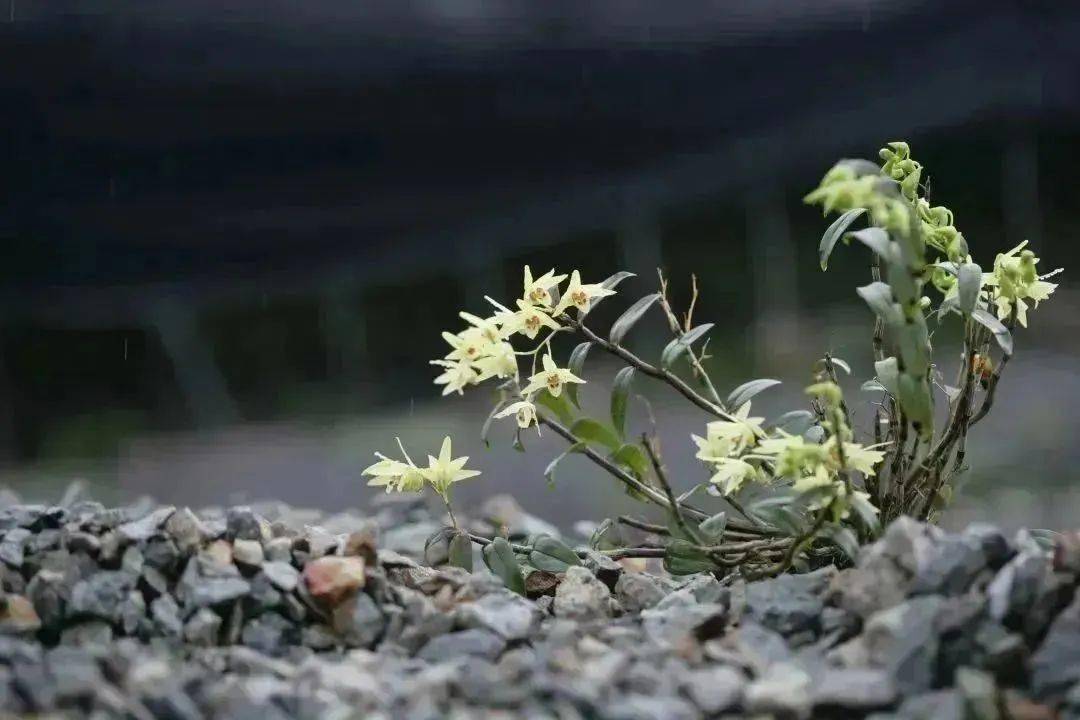 天台人陈立钻在香港成立公司, 一心想让铁皮枫斗"走"出去!