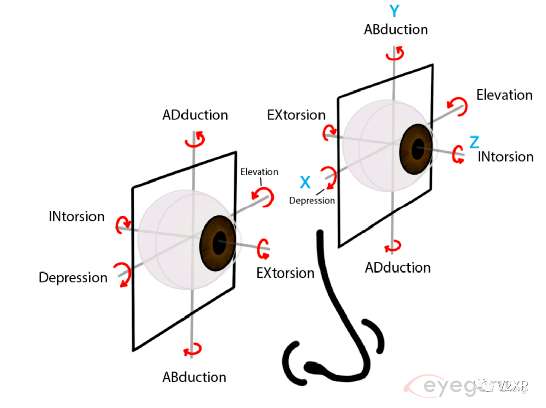 眼球内旋图片