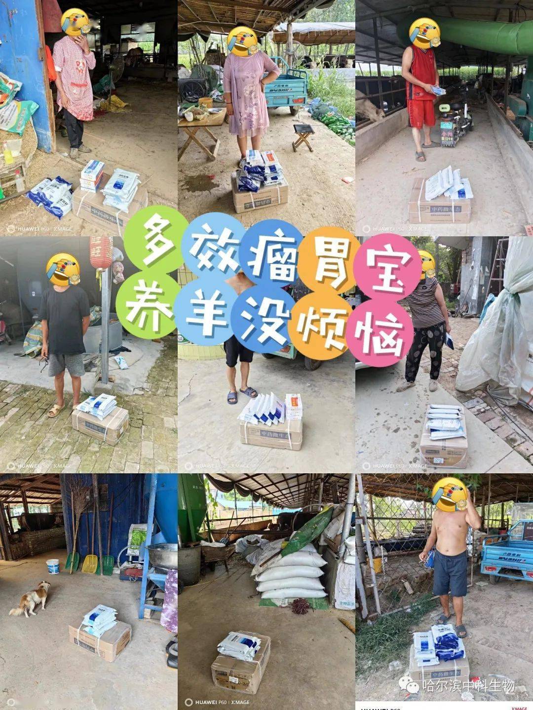 羊瘤胃酸中毒与防治