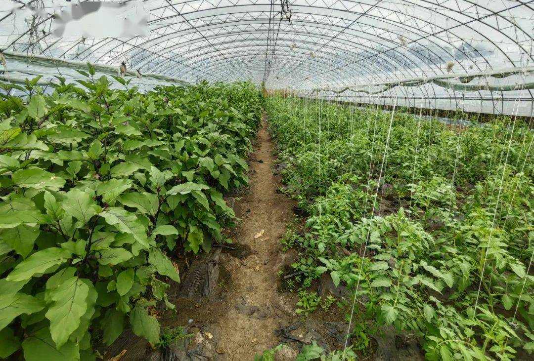 【产业富企】秋季来临沾河中心苗圃果蔬大棚喜获丰收_进行_工作_种植