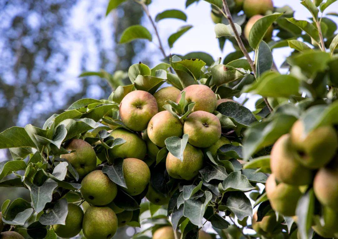 绿色长城看兵团丨二师三〇团:香梨满枝采销忙_冯美斌_种植_销售