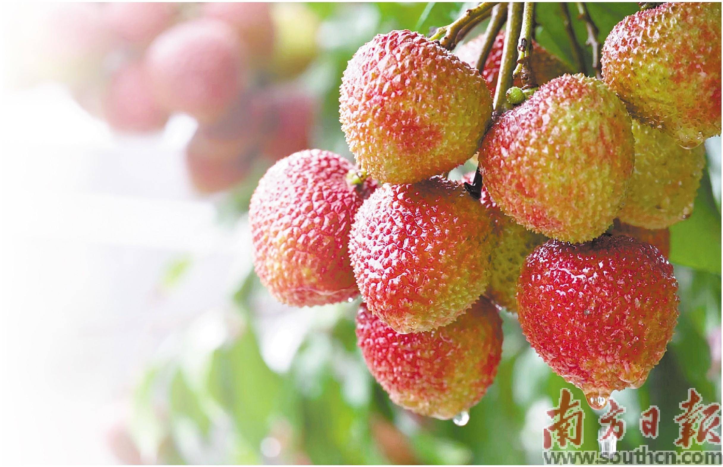 科技兴荔 追寻果香农富梦_荔枝_种植_发展