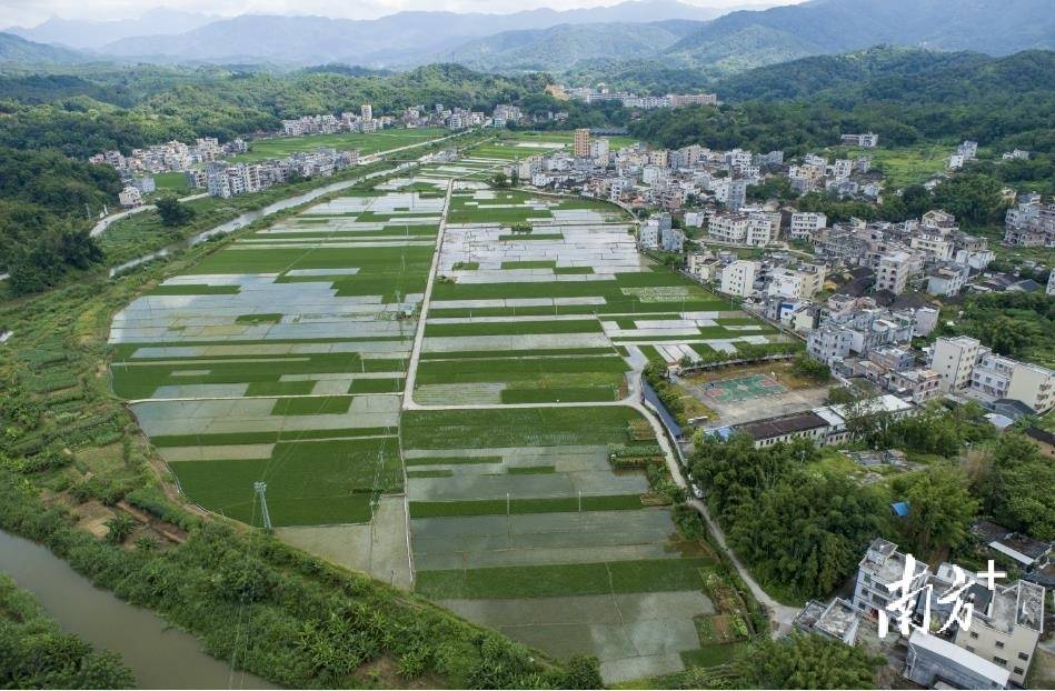 信宜金垌走出新"稻"路_种植_生态_金垌镇