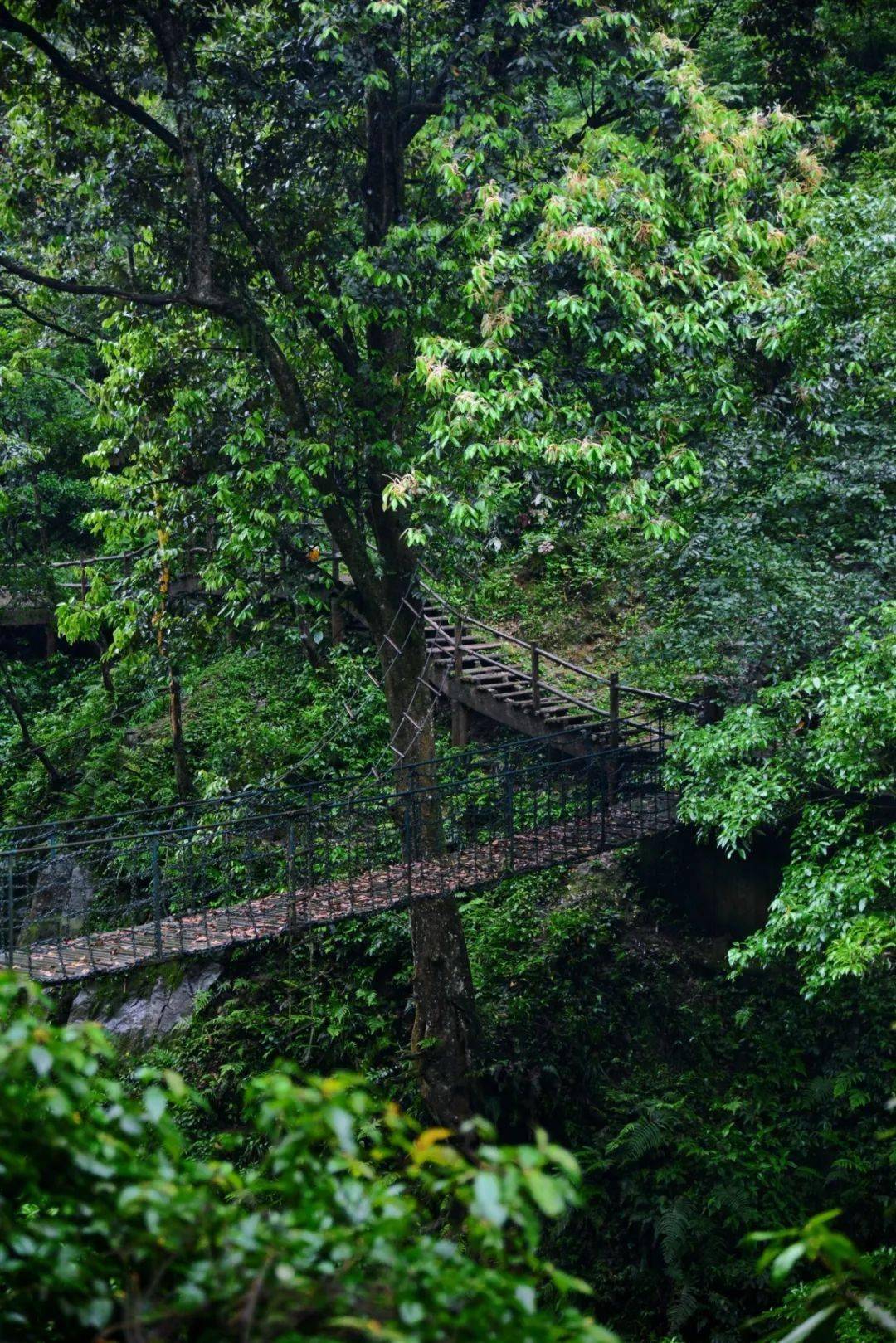 峨眉山洪椿坪图片