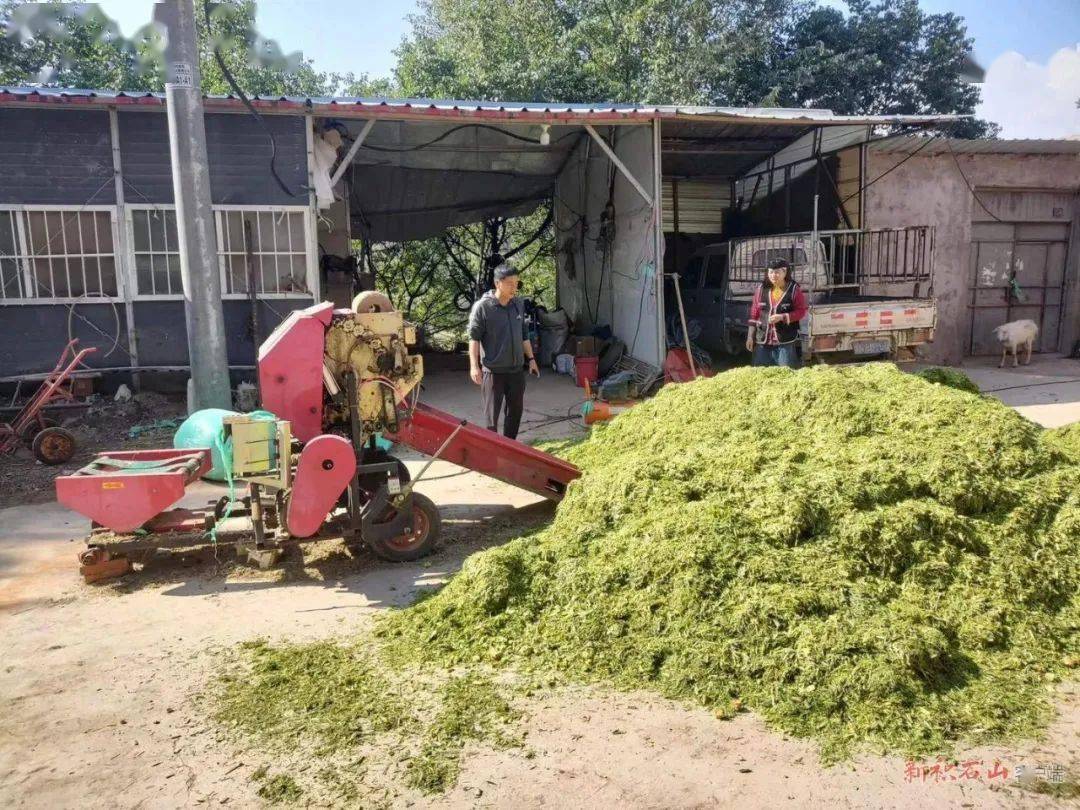 在金川集团连续4年的青贮打包政策引导下,农户打包"卖饲"的积极性高涨