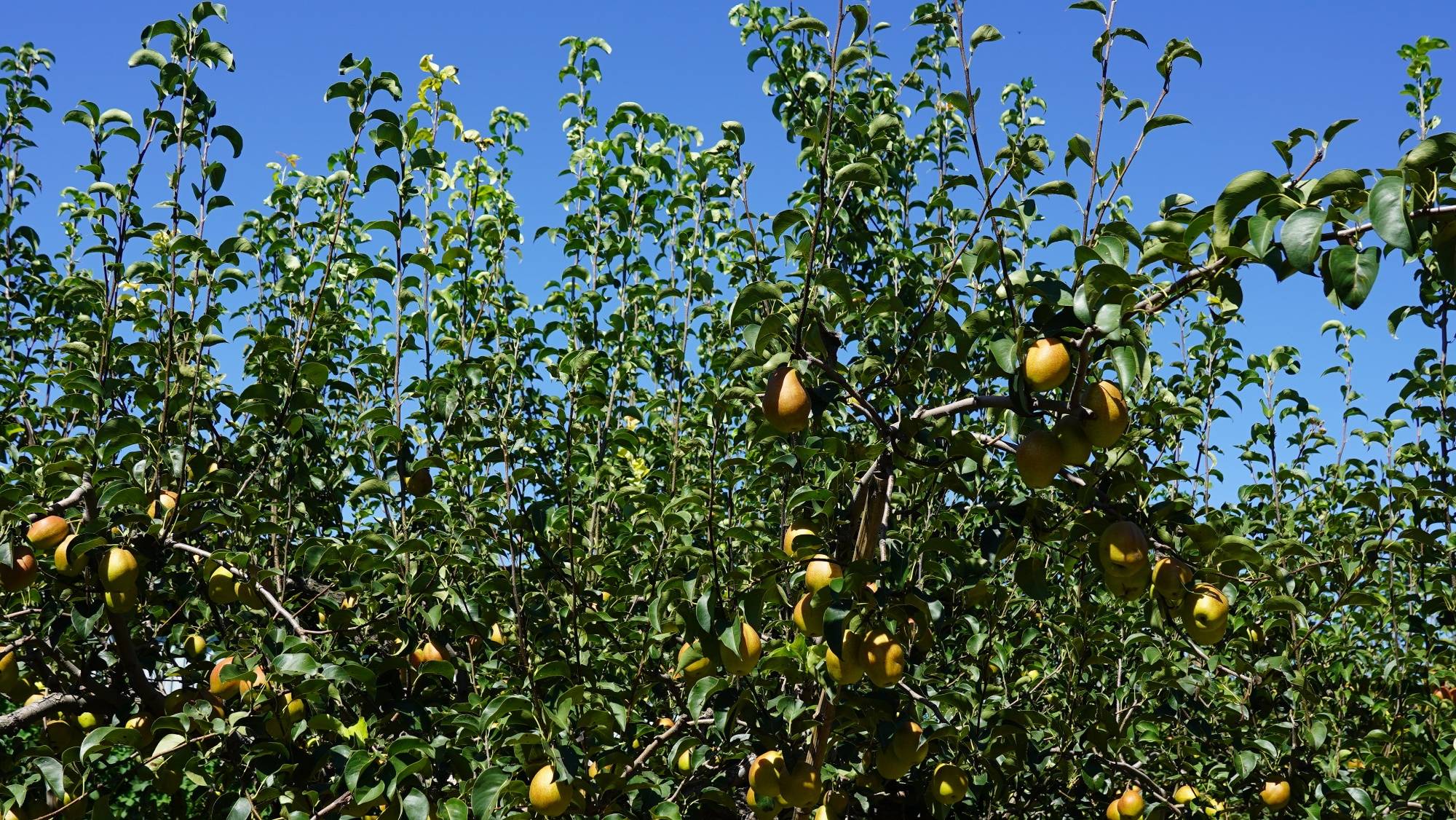 保定曲阳:万亩香梨丰收忙 乡村振兴展新颜_梨园_田博_工人