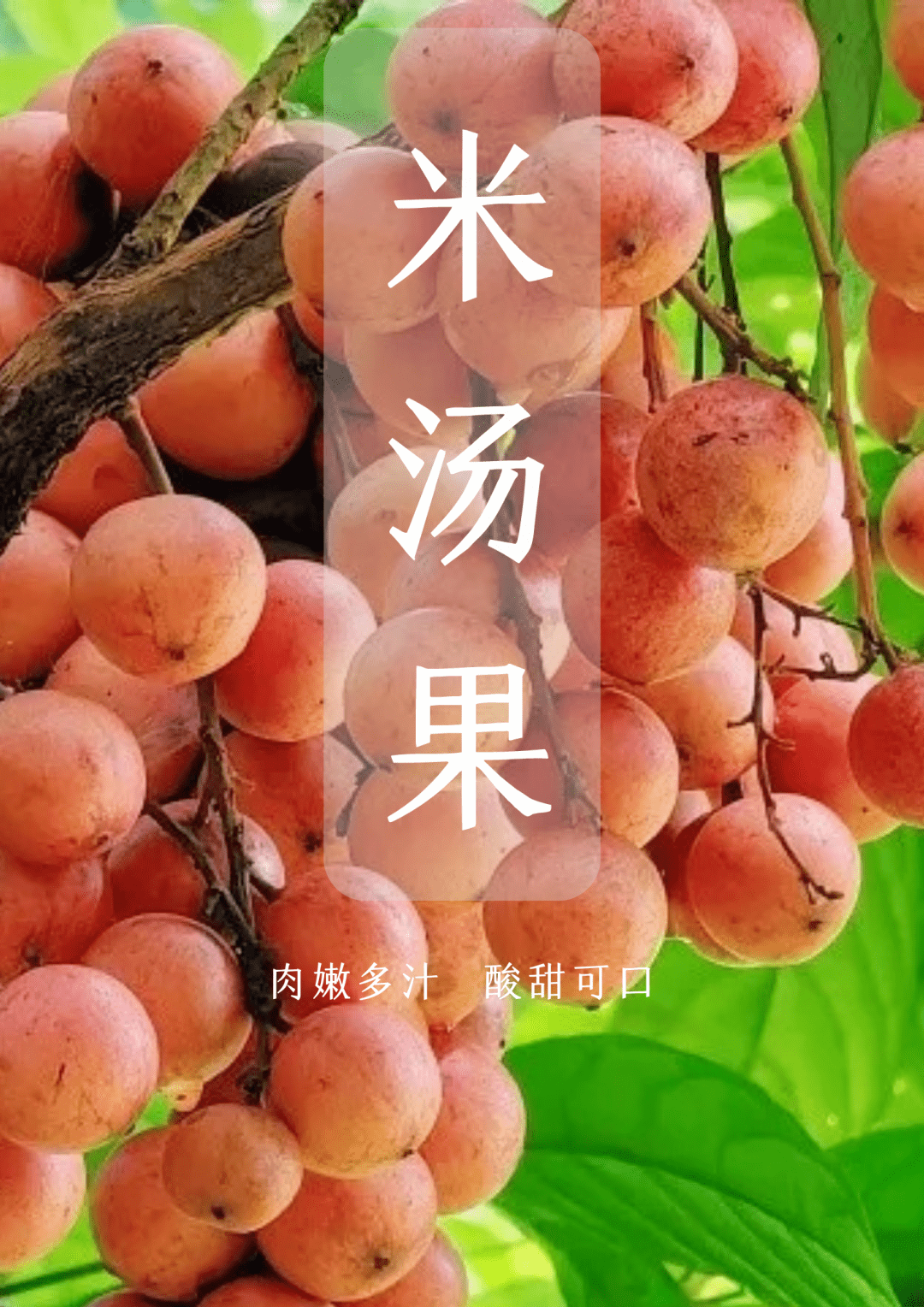 吃过3种算你?_燕窝_果实_马关