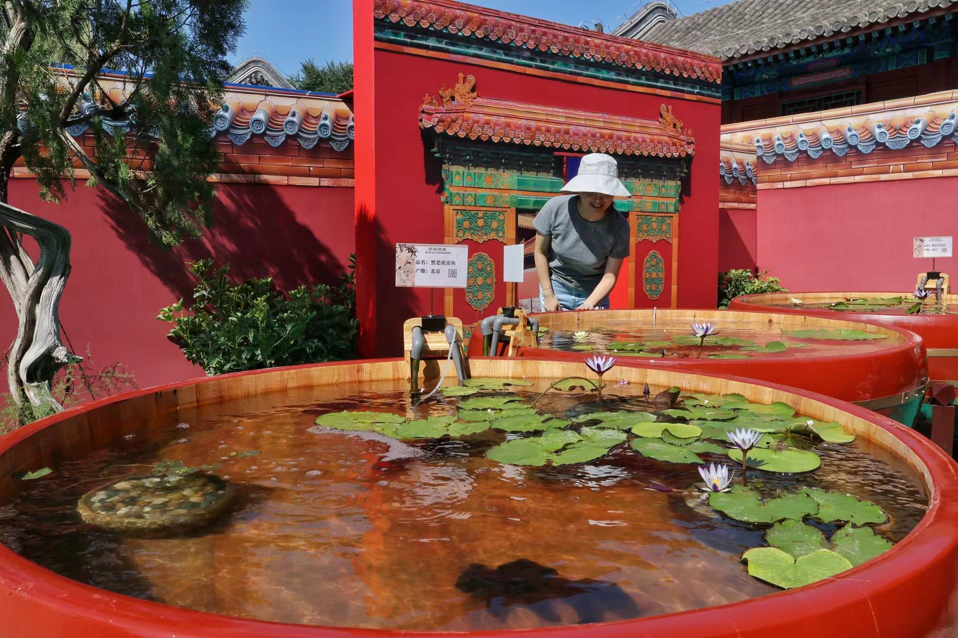 恭王府宫廷金鱼特展开幕,"奶牛兰寿"等珍稀品种亮相_北京_文化_中国