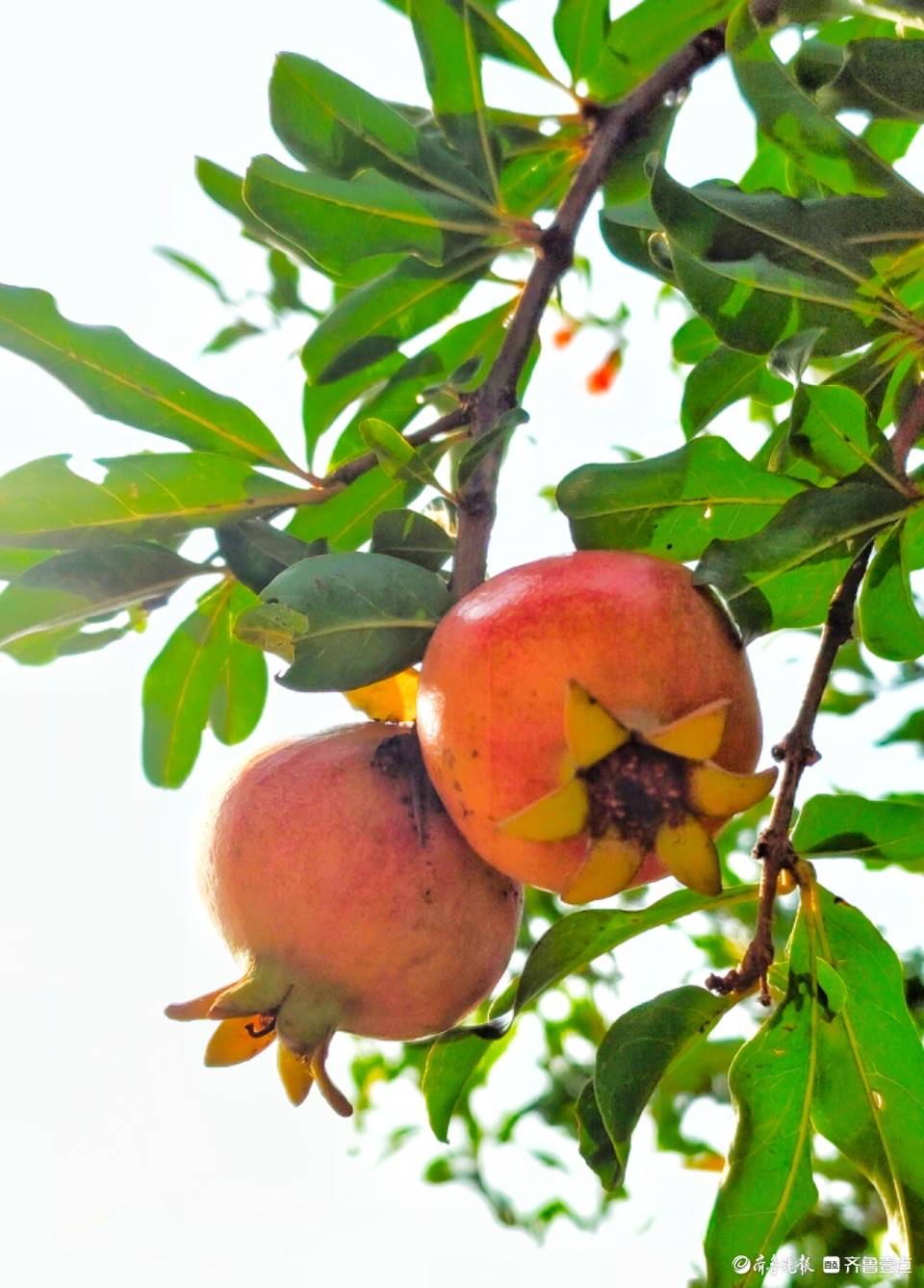 初秋到石榴红_红灯笼_寓意_果实