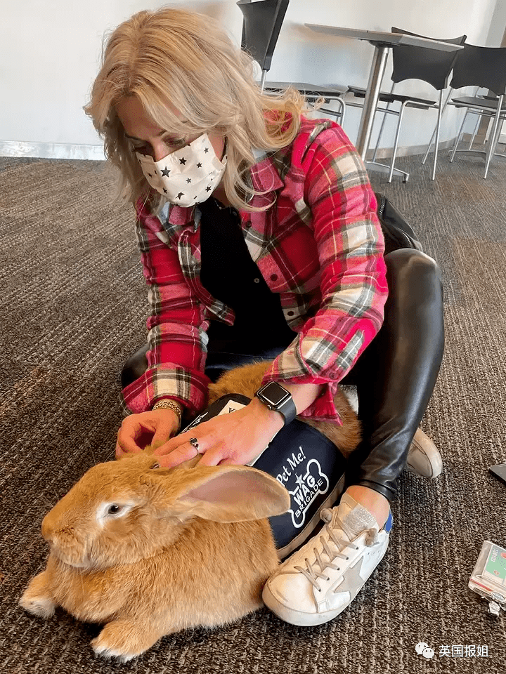 然而,尽管巨型花明兔有这样多的乐趣与回报,但想要在家中饲养一只大