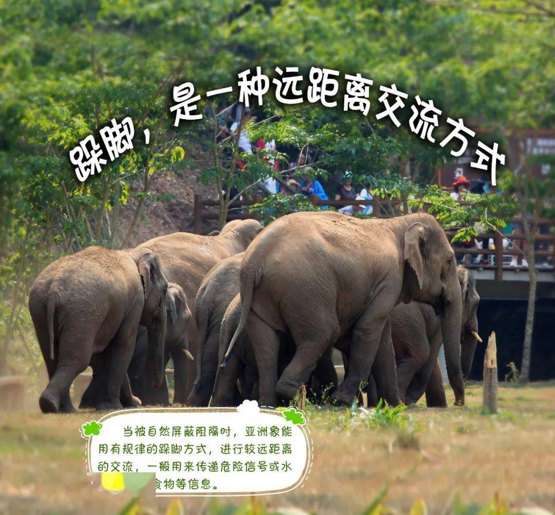 【太平有象】跺脚,是一种远距离交流方式_脚掌_信号_行走