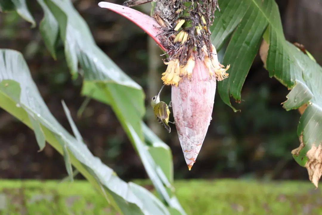 鸟类篇:长嘴捕蛛鸟 arachnothera longirostra【云南西双版纳国家级