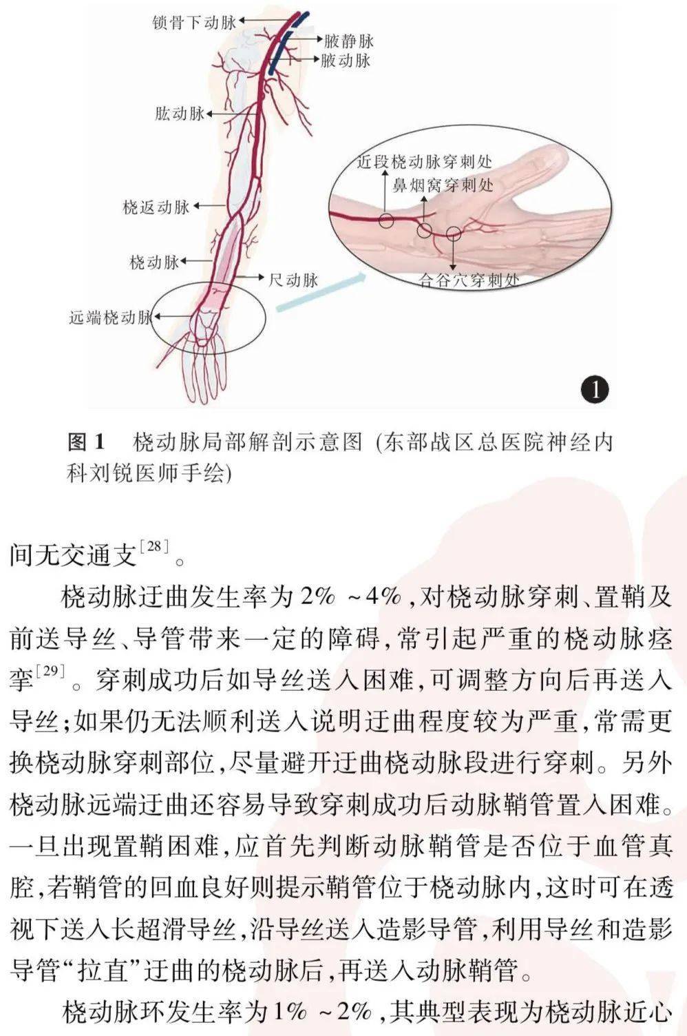 桡骨茎突与桡动脉图片