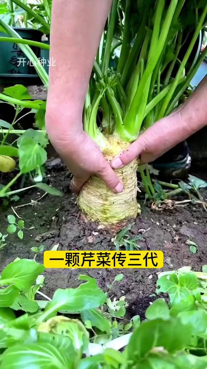 你吃过这款根芹菜吗?根叶都可以吃,根茎肉质鲜嫩好吃种植 三农 根芹