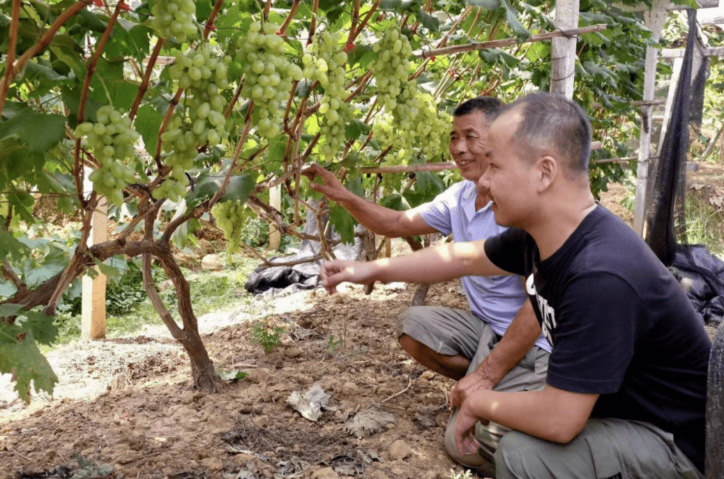 湖南邵阳：科技特派员助力，渔长村的葡萄熟了