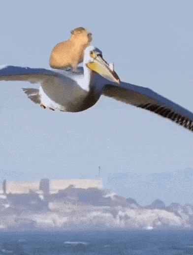 网友:在演我的精神状态_喵君_@momo_动物界